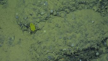 Media type: image;   Invertebrate Zoology 153113 Description: live specimen;